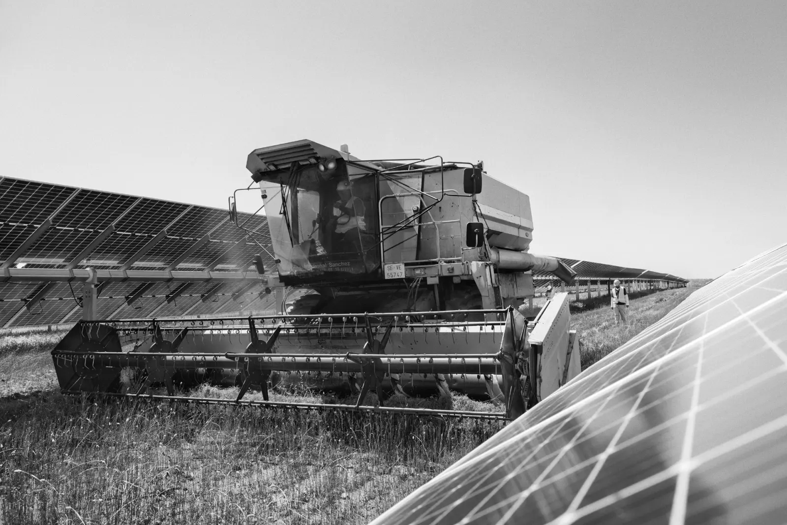 Farmer harvesting solar flax at the Las Corchas plant, Seville