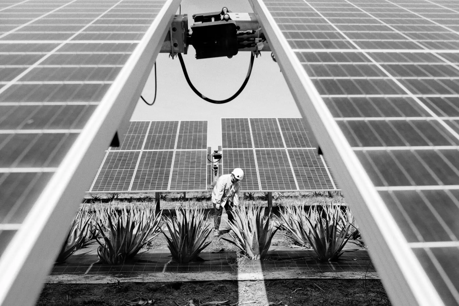 Worker inspecting crops between photovoltaic panels in Totana