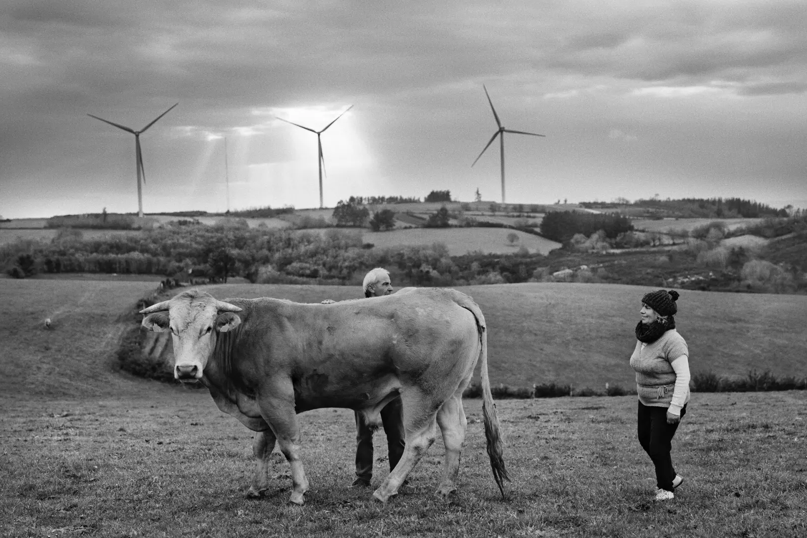 Herders with their livestock beside the turbines of the Paradela Wind Farm